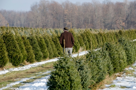 looking for the perfect Christmas treeの写真素材