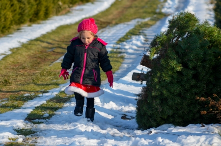 little girl stand guard by fresh cut Christmas treeの写真素材