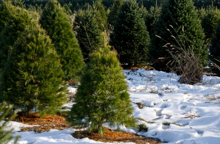 green evergreens  and firs for Christmas