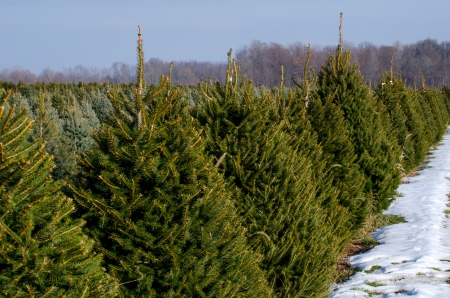 live Christmas trees in Michigan の写真素材