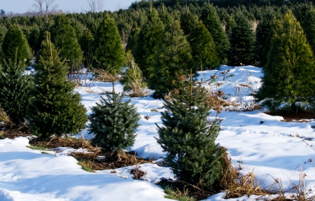 Christmas tree farm in winterの写真素材