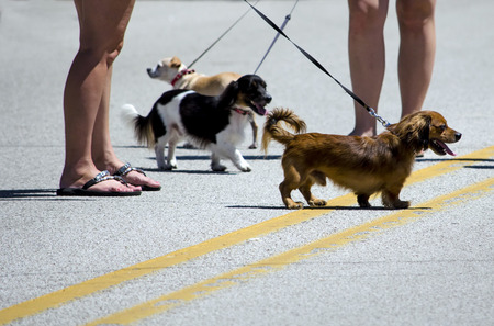 a couple walk dogsの写真素材