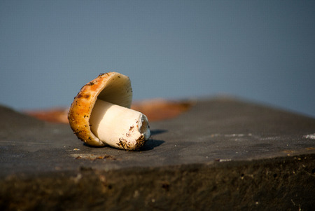 A little capped mushroom