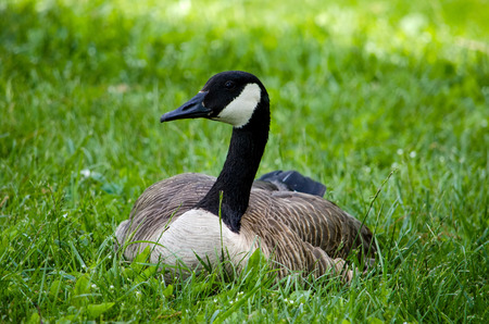 a canadian goose rests in the soft green grassの写真素材