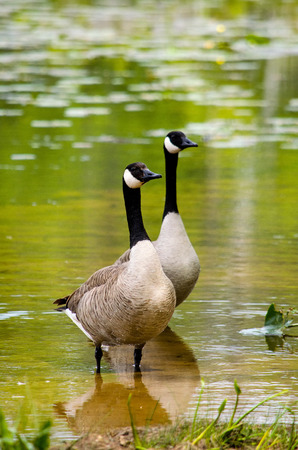 a pair of canadian geese pose for a portraitの写真素材