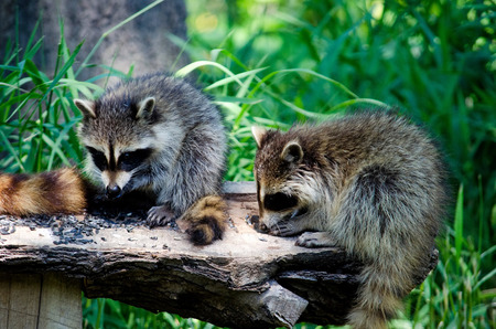 A smorgasbord buffet is set out for a pair of local raccoons who are happily feasting on sunflower seeds spread out on a logの写真素材