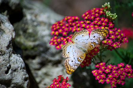 A delicate gold and white butterfly hangs upside down from a cluster of red and yellow flowersの写真素材