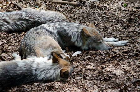 a pack of wolves sleep in a warm pile of fall leavesの写真素材