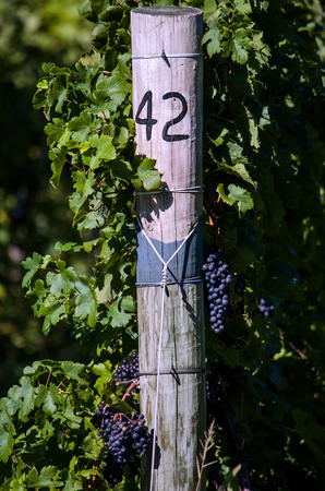 clusters of purple grapes grow in a vineyard on a numbered postの写真素材