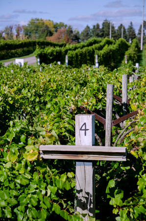 Rows of grapes grow in a michigan vineyardの写真素材