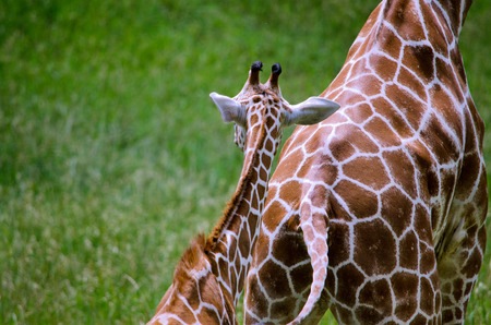 a baby giraffe follows his mom across a fieldの写真素材