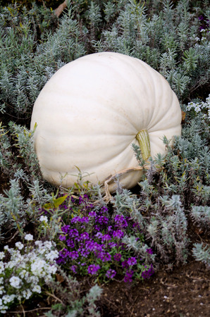 A white pumpkin rests in a field of white plantsの写真素材