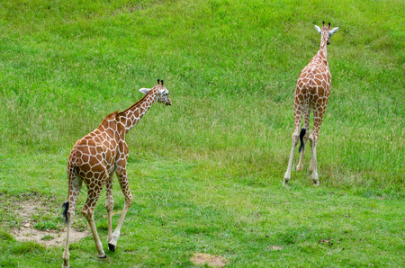 articulated giraffes in a green fieldの写真素材