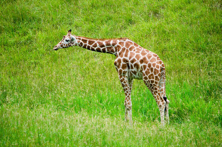 a articulated giraffe reaches his neck out as he looks across a fieldの写真素材