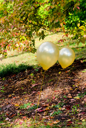 Golden balloons are staked into the ground to mark a party site in this area parkの写真素材