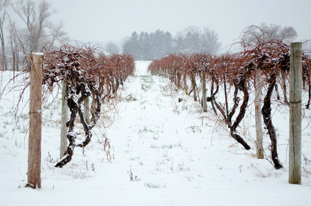 Snow covered grape vines look dead and cold but they are only sleeping thru winters banket of snowの写真素材