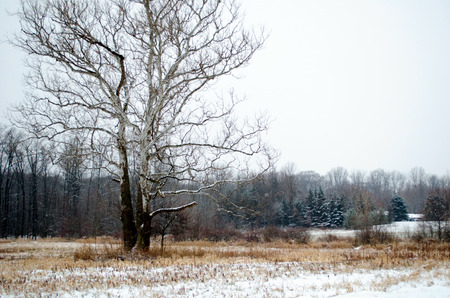 a beautiful frosty winter landscape in south west michgan usaの写真素材