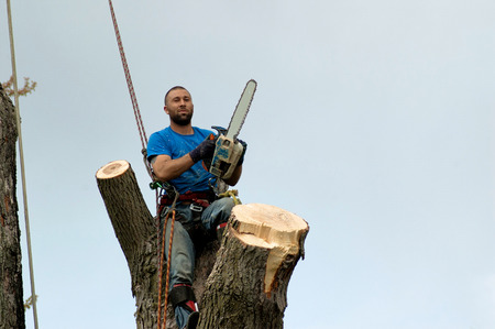 Young man in the tree with a chain saw roped in and ready to cut more woodの写真素材