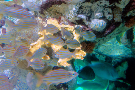 A Bright school of fish swim among coral, rock, and other colorful sea creatures ,