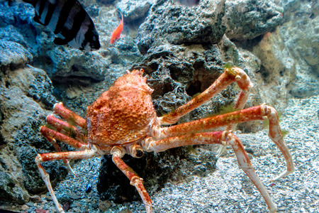 a large orange crab walks along the ocean floor with a little fishの写真素材