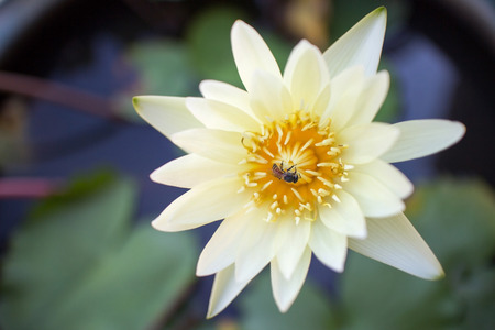 water lily with beeの写真素材