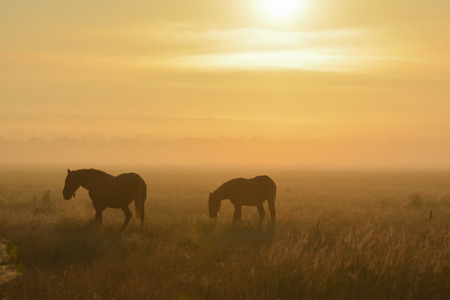 Two horses through a foggy fieldの写真素材