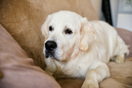 A beautiful British Golden Retriever portrait, dog sitting inside the houseの写真素材