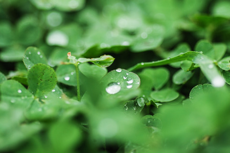 Cloverの写真素材