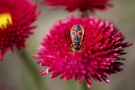 Close-up of a Pyrrhocoris apterus insect on a pink flower