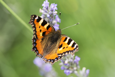 Close-up of a Monarch butterfly on a beautiful lavender flower, with a blurry backgroundの写真素材