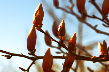 Beautiful magnolia blossom in a spring sunset lightの写真素材