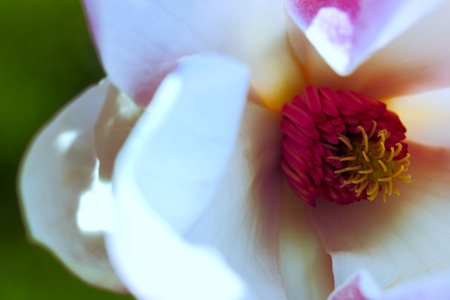 Beautiful magnolia blossom in a spring sunset lightの写真素材