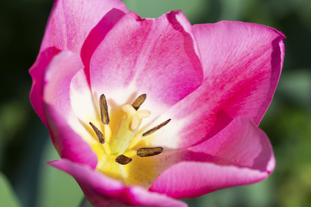 Close-up of a beautiful tulip details outside in natureの写真素材