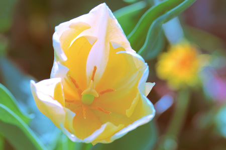 Close-up of a beautiful tulip details outside in natureの写真素材