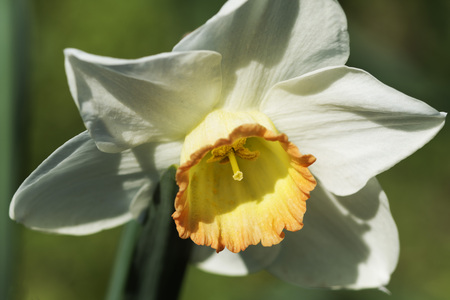 Close-up photo of a beautiful daffodil outdoorsの写真素材