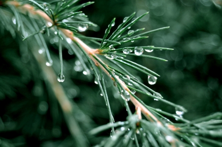 Water on Pine