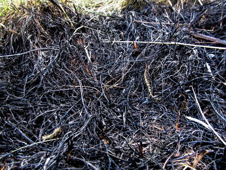 Background of the Black scorched grass close-up. Burned spikelets between black grassの写真素材