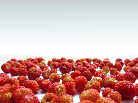 Beautiful summer frame of wild strawberry close-up on a white background. The berries of red ripe juicyの写真素材