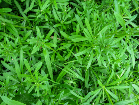 Bright green abstract floral background from the cleavers. Beautiful emerald sticky creeping plant stickeljack close-upの写真素材