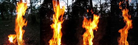 Set of four photos fire in the evening forest. Bright yellow orange tongues of flame against the...