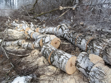 The birch is sawn into many parts and lies in the forest among twigs, sawdust and snow in winter. The concept of fuelwood for heatingの写真素材