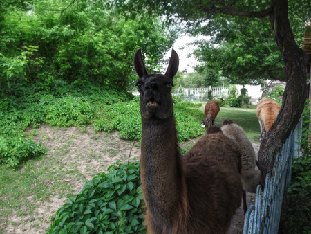 Full-face portrait of the dark brown  Lama glama close-up among other llamas. Three Lamas guanicoe eat grass, and one guanaco poses for a photo on a background of bright green plants in the zoo on a sunny spring-summer dayの写真素材