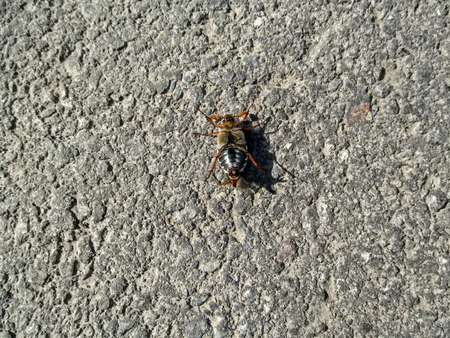 An isolated  male cockchafer lies on its back on the asphalt. The breeding season of May bug,...