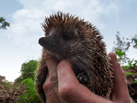 Cute spiny hedgehog in a human hand isolated against a blue sky. Beautiful portrait of a brown wild West European hedgehog close-up, selective focus on a blurred backgroundの写真素材