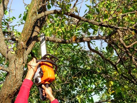 A man lifts a chainsaw and tries to saw off a fruit tree branch at the top. The concept of chainsaw...