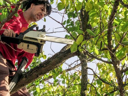 Gardener with a chainsaw cuts fruit trees sitting on top of a branch. Beautiful background for...