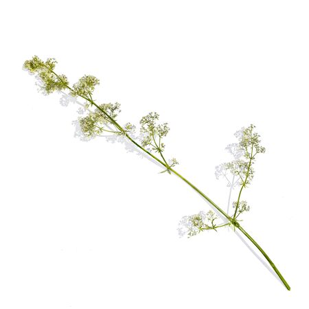 A sprig of galium album with flowers, isolated on a white background, with shadow. Torn stem of a blooming white bedstraw, top viewの写真素材