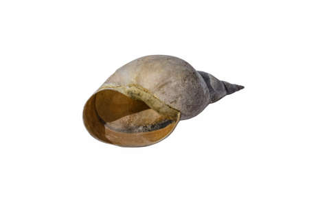 Empty freshwater pond snail shell close-up isolated on a white background. Raster clipart of a Lymnaeidae snail houseの写真素材