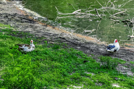 Two domestic muscovy ducks are sitting on the shore of the pond. Black-blue drake and brown female duck rest near the water in bright green young grass. Natural background with copy spaceの写真素材