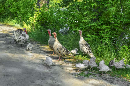 Family of domestic turkeys on the shore of a pond graze free-range. Adult hens, tom and many small turkey-poults against the backdrop of greeneryの写真素材